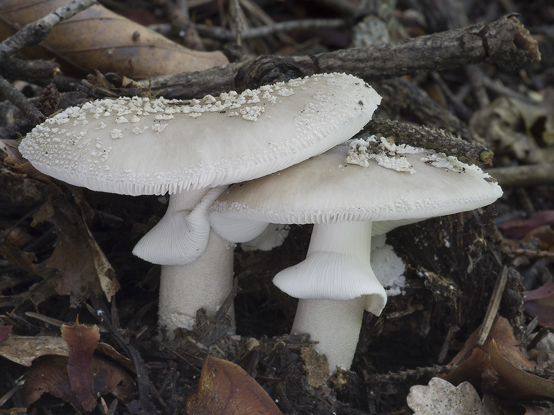 Amanita spissa